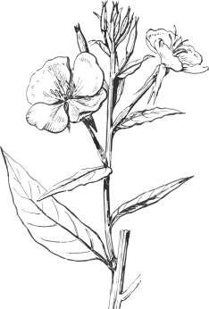 Illustration einer Nachtkerzen Pflanze