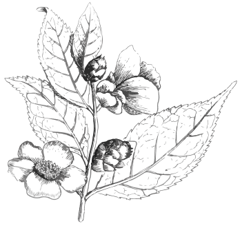 Illustration einer Teepflanze